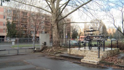Veszélyes lett, kivágják a platánt